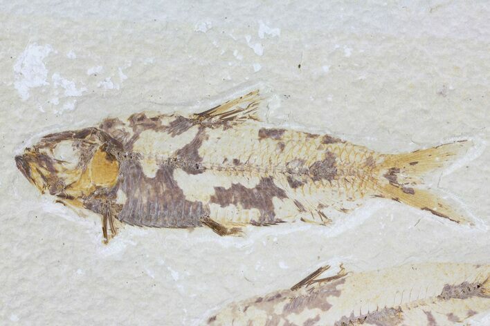 Knightia Fossil Fish - Wyoming #74096